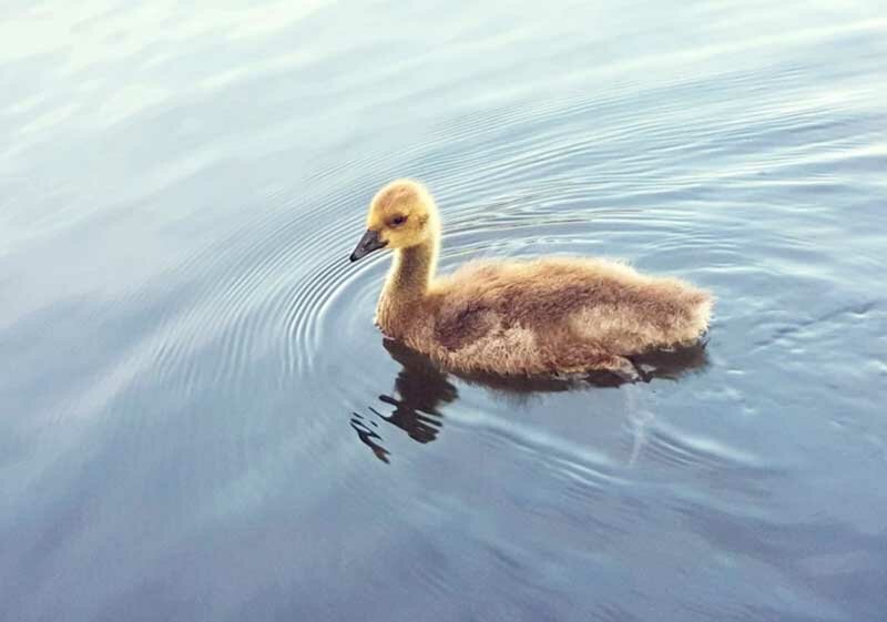 Печорин и водяное общество